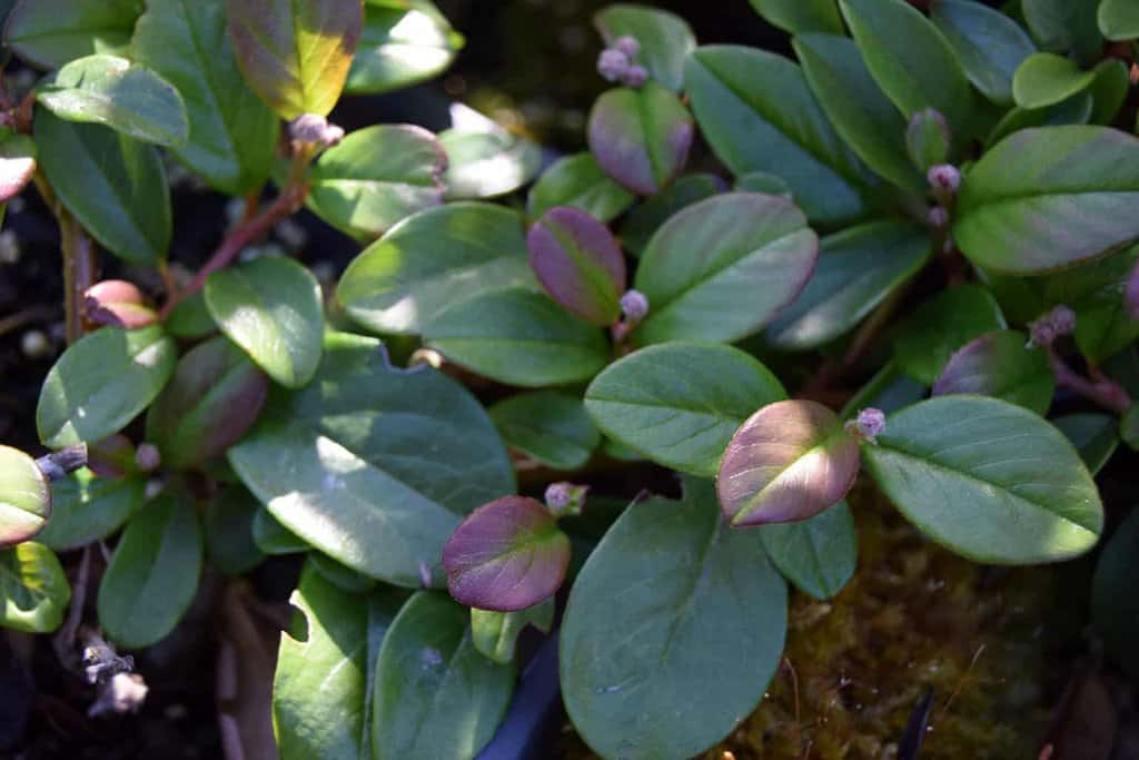 Cotoneaster dammeri 'Major' ---